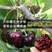 黑珍珠樱桃苗、产量高抗病毒性强、适应能力强、基地起苗保湿