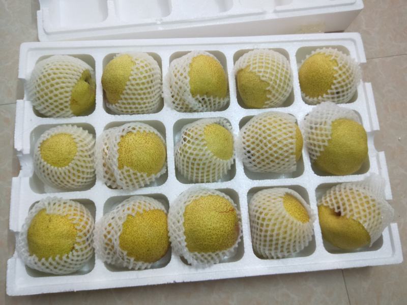 安徽砀山酥梨五斤大果包邮