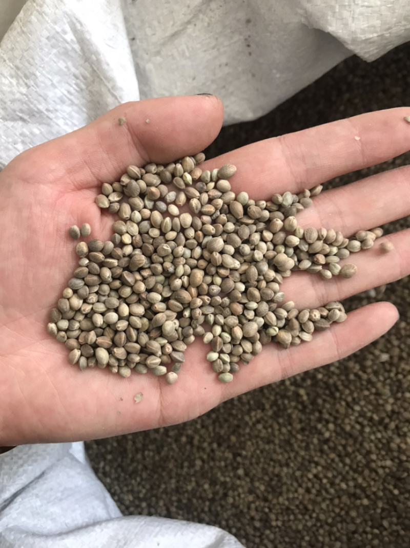 去壳火麻仁火麻仁脱壳火麻仁带壳火麻仁火麻仁