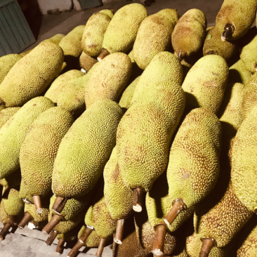 热带水果菠萝蜜大量有货