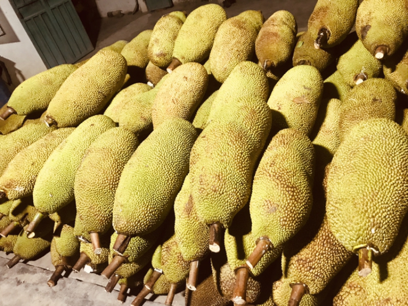 热带水果菠萝蜜大量有货