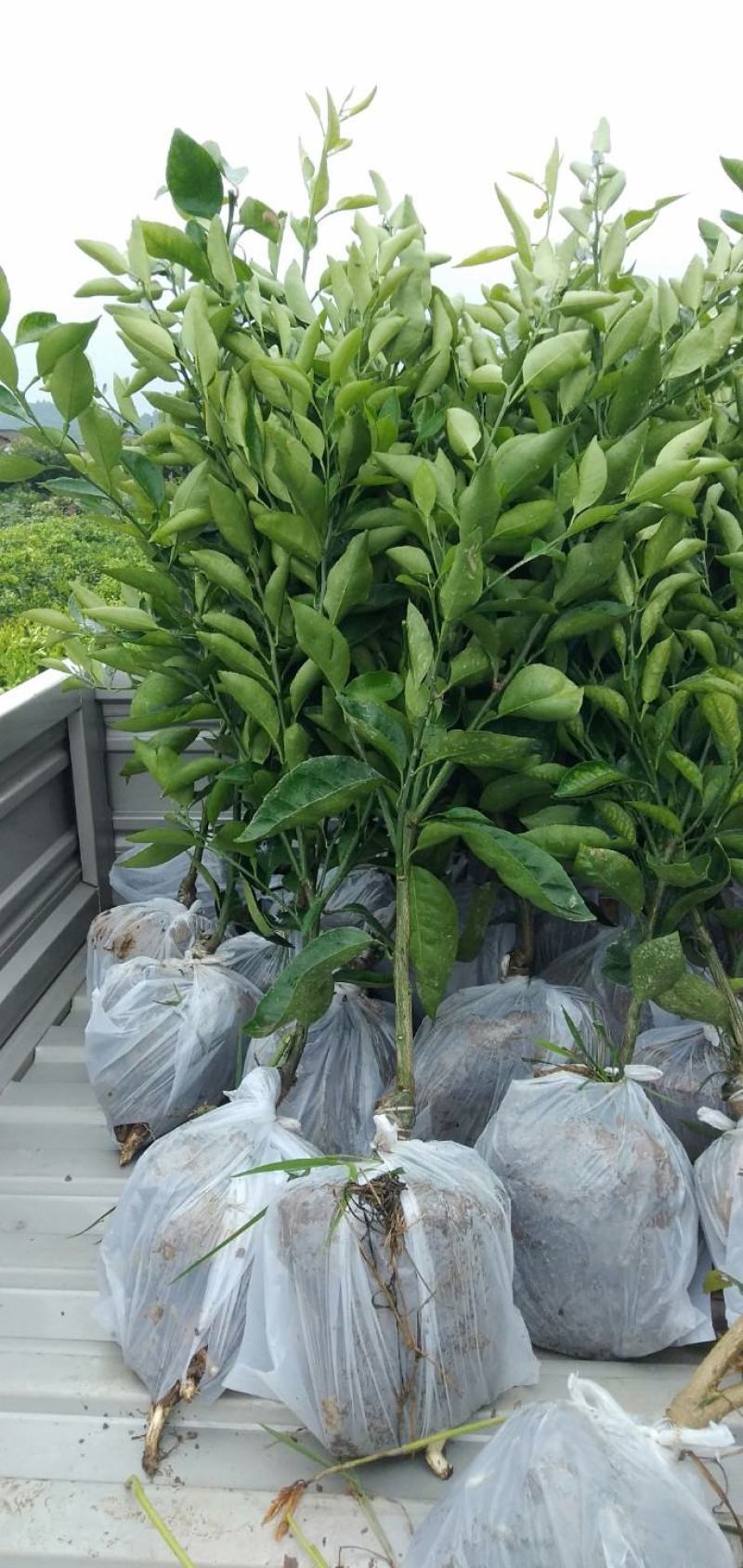 苗圃现挖，明日见柑橘苗，包邮包成活，免费提供种植技术