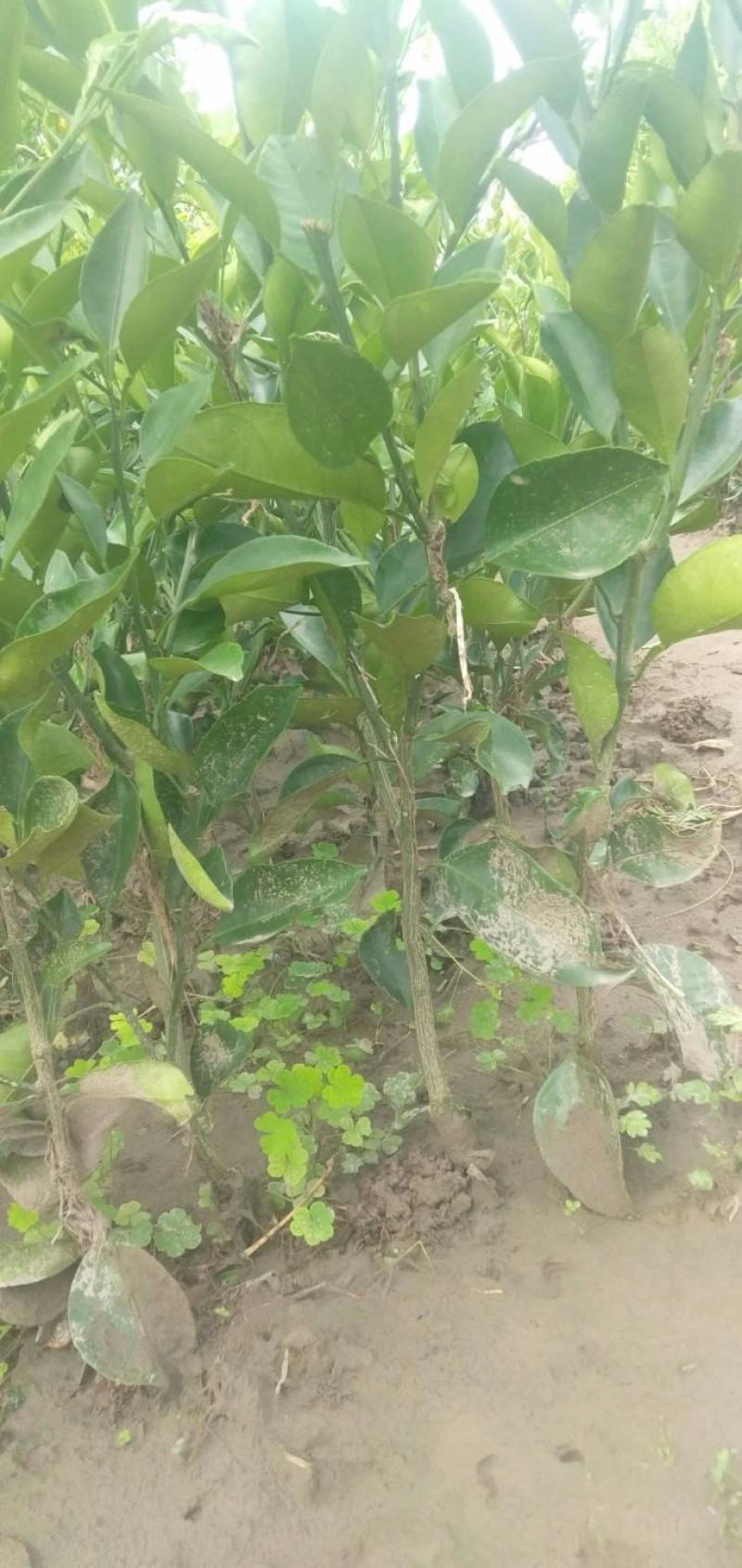 苗圃现挖，明日见柑橘苗，包邮包成活，免费提供种植技术