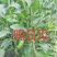 苗圃现挖,明日见柑橘苗,包邮包成活,免费提供种植技术