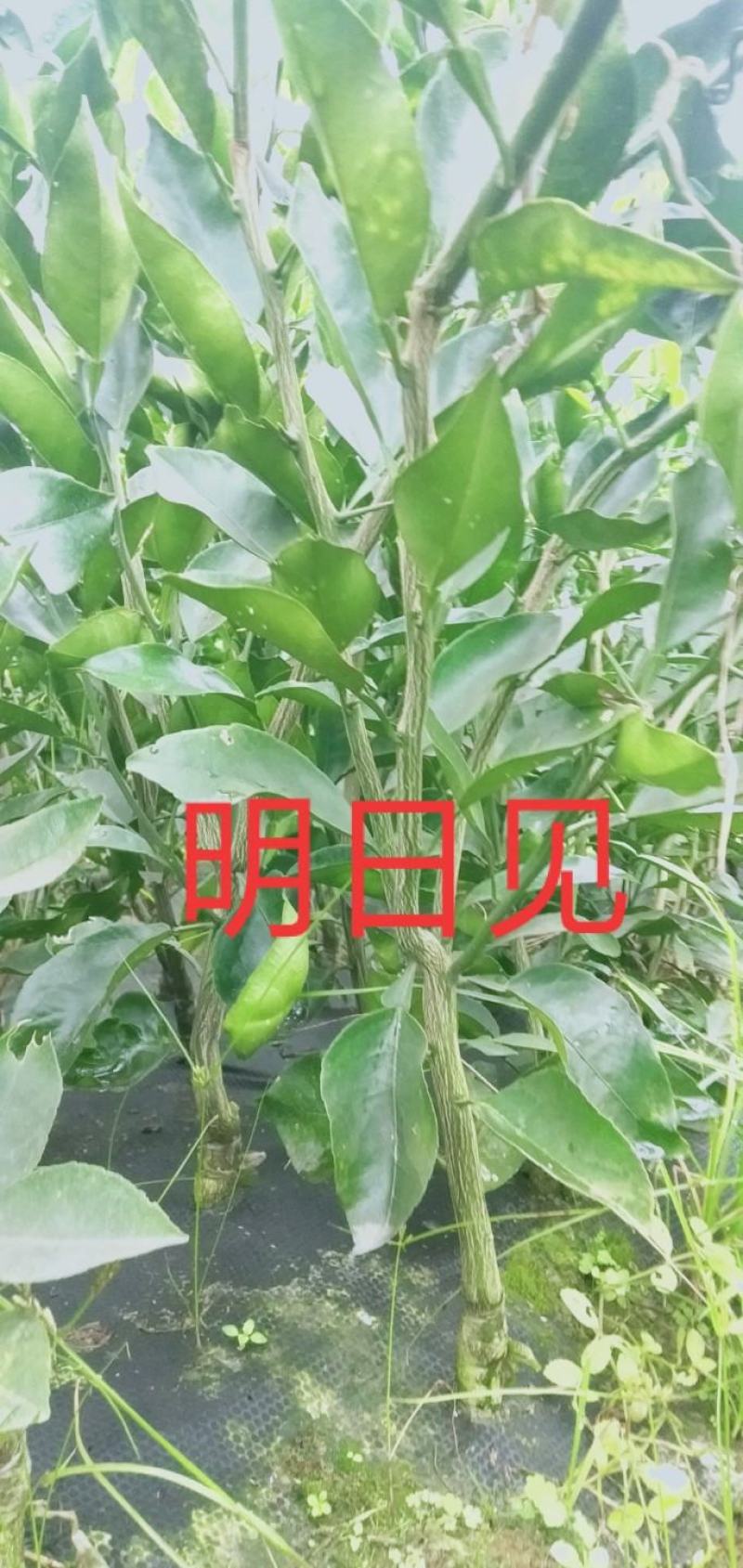 苗圃现挖，明日见柑橘苗，包邮包成活，免费提供种植技术