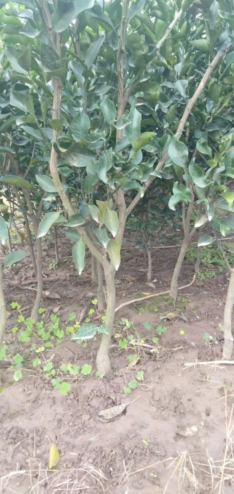 苗圃现挖，明日见柑橘苗，包邮包成活，免费提供种植技术