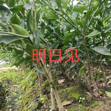 苗圃现挖,明日见柑橘苗,包邮包成活,免费提供种植技术