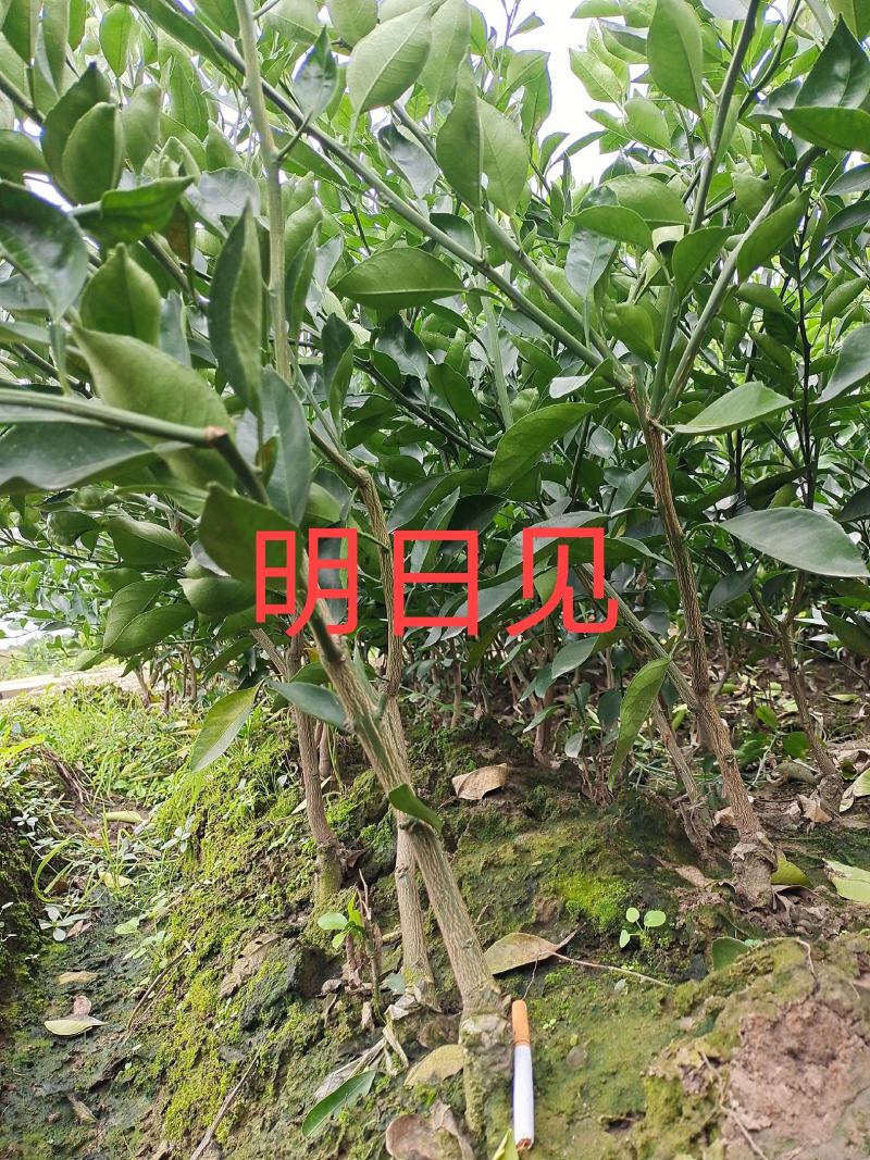 苗圃现挖，明日见柑橘苗，包邮包成活，免费提供种植技术