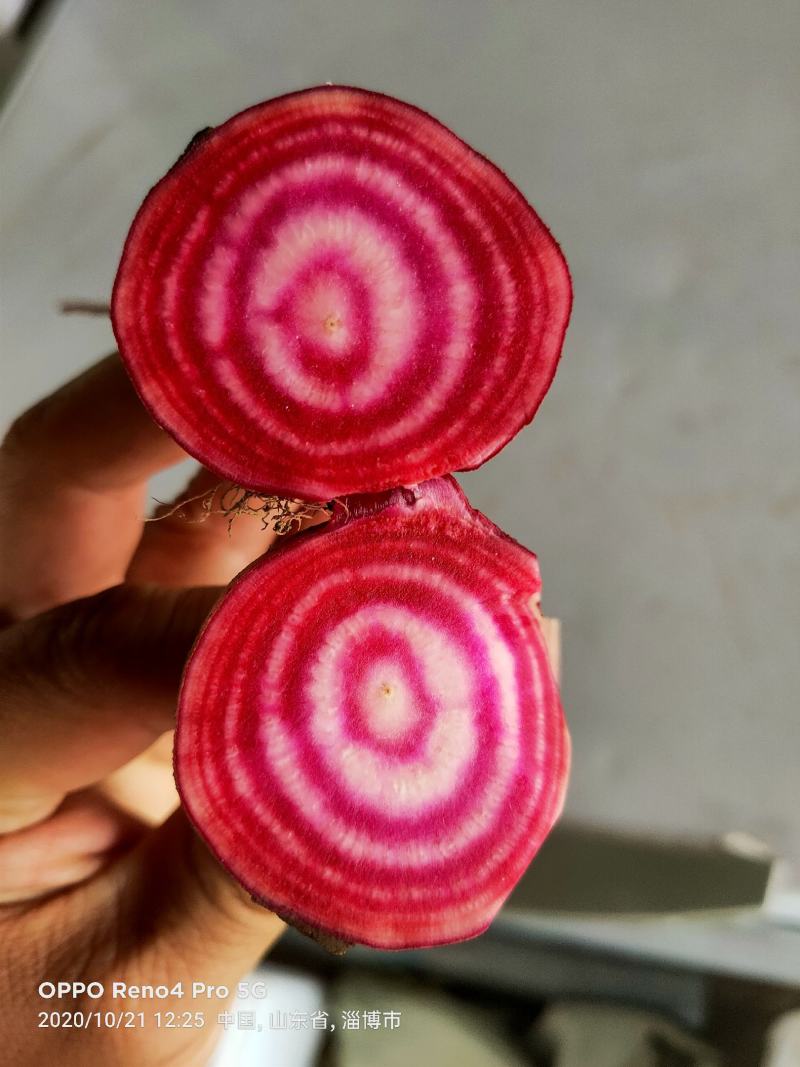 条纹萝卜，条纹菜头，花纹萝卜