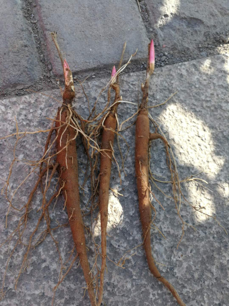 1年芍药苗，赤芍苗自家苗圃种植，一手货源