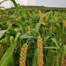 平度小米自己家种植的