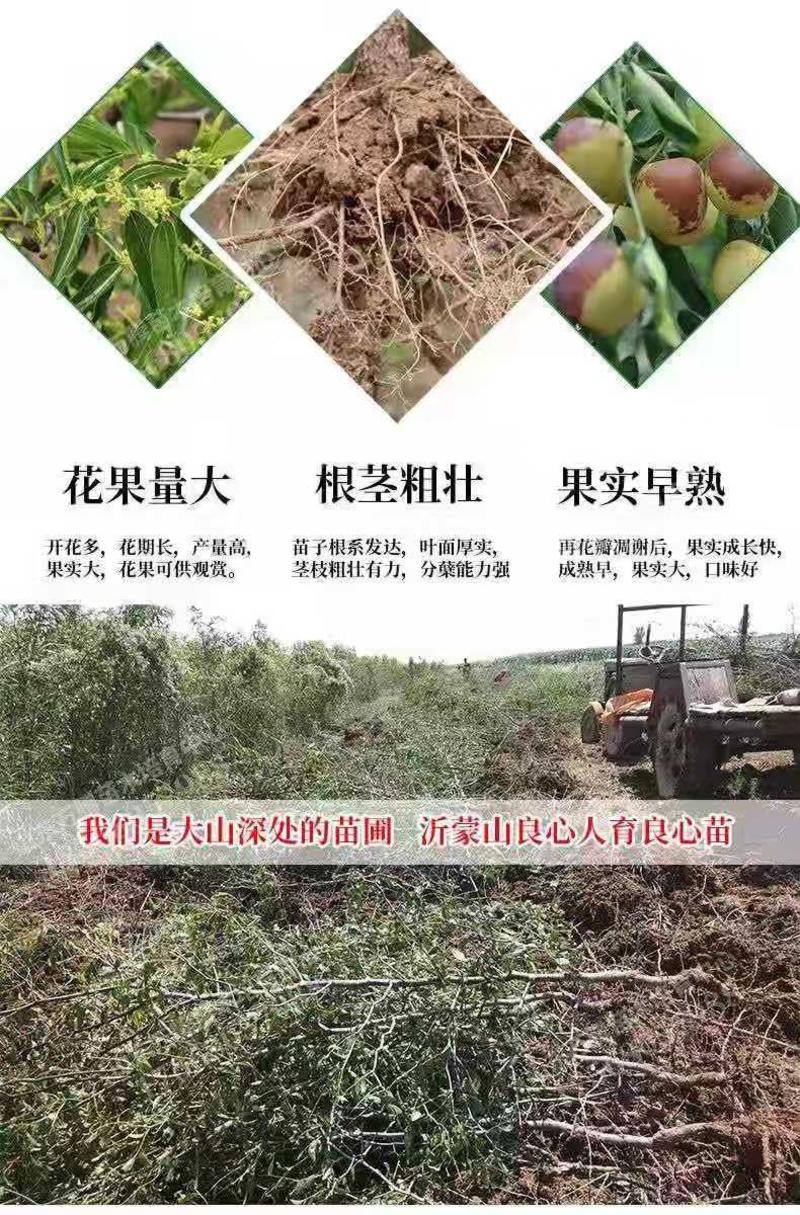 雪枣树苗、产量高抗病毒性强、适应能力强、基地起苗保湿发货