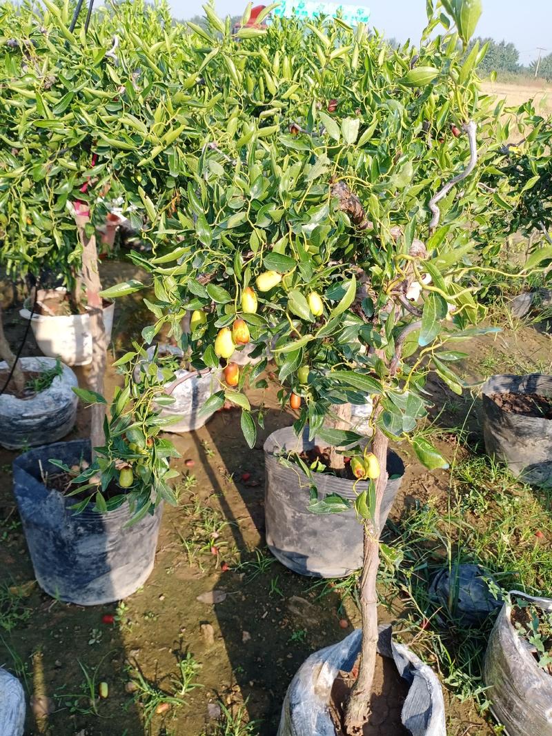 雪枣树苗、产量高抗病毒性强、适应能力强、基地起苗保湿发货