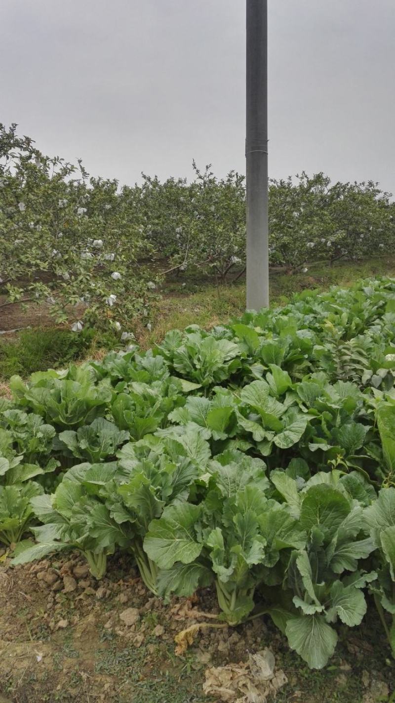 现货广州增城小楼迟菜心（高脚菜心）自产自销