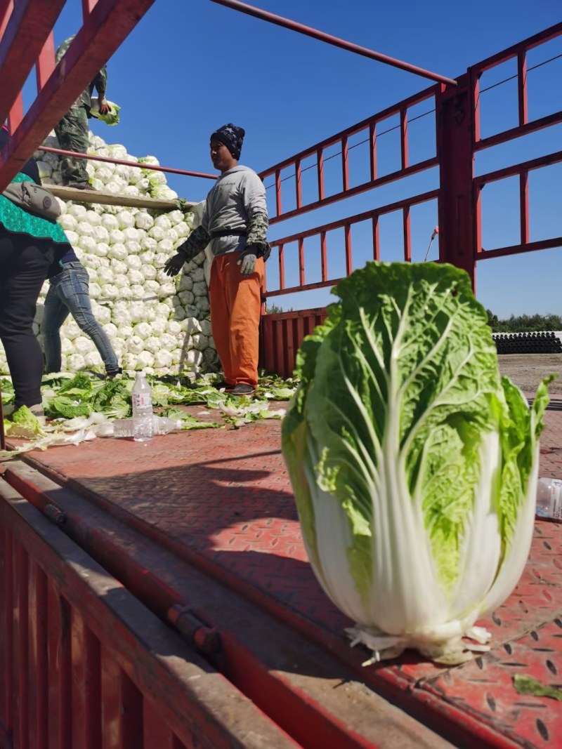黄心白菜，砀山基地直供，货源充足，走货量大，代发全国