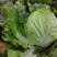 黄心白菜，砀山基地直供，货源充足，走货量大，代发全国