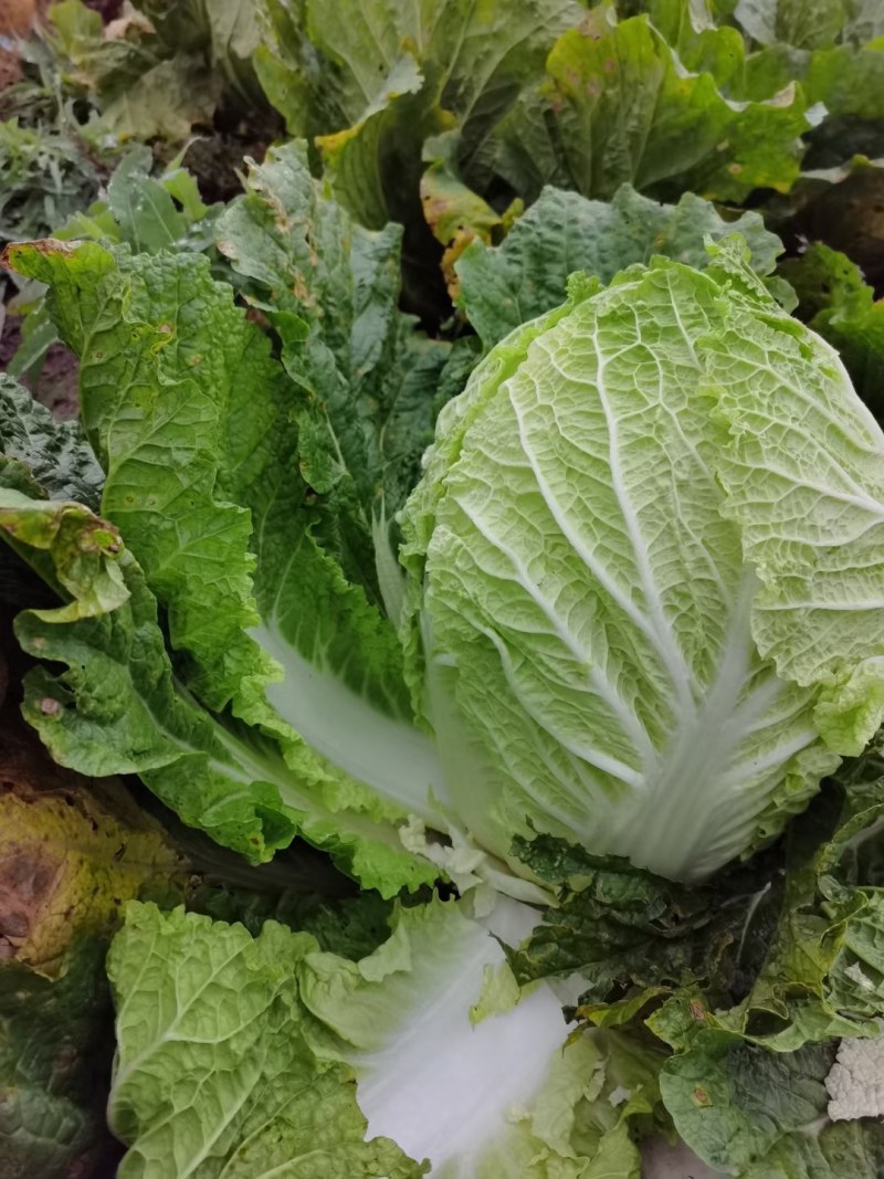黄心白菜，砀山基地直供，货源充足，走货量大，代发全国