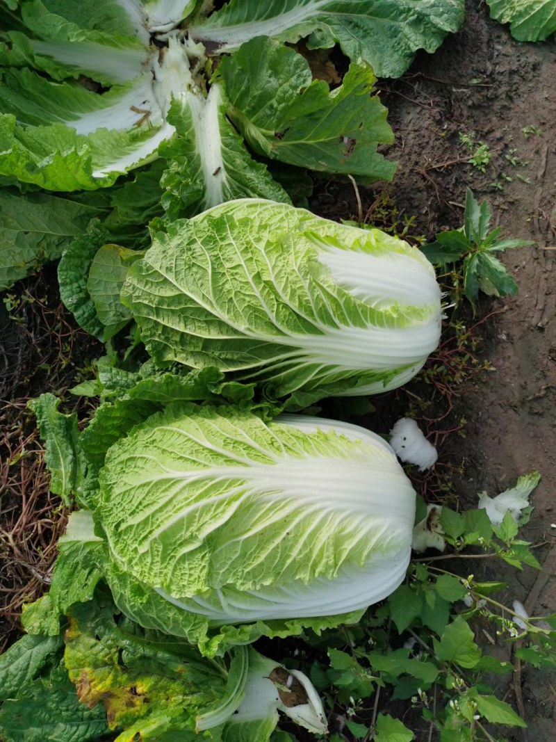 黄心白菜，砀山基地直供，货源充足，走货量大，代发全国