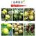 台湾大青枣树苗、产量高抗病毒性强、适应能力强、基地起苗