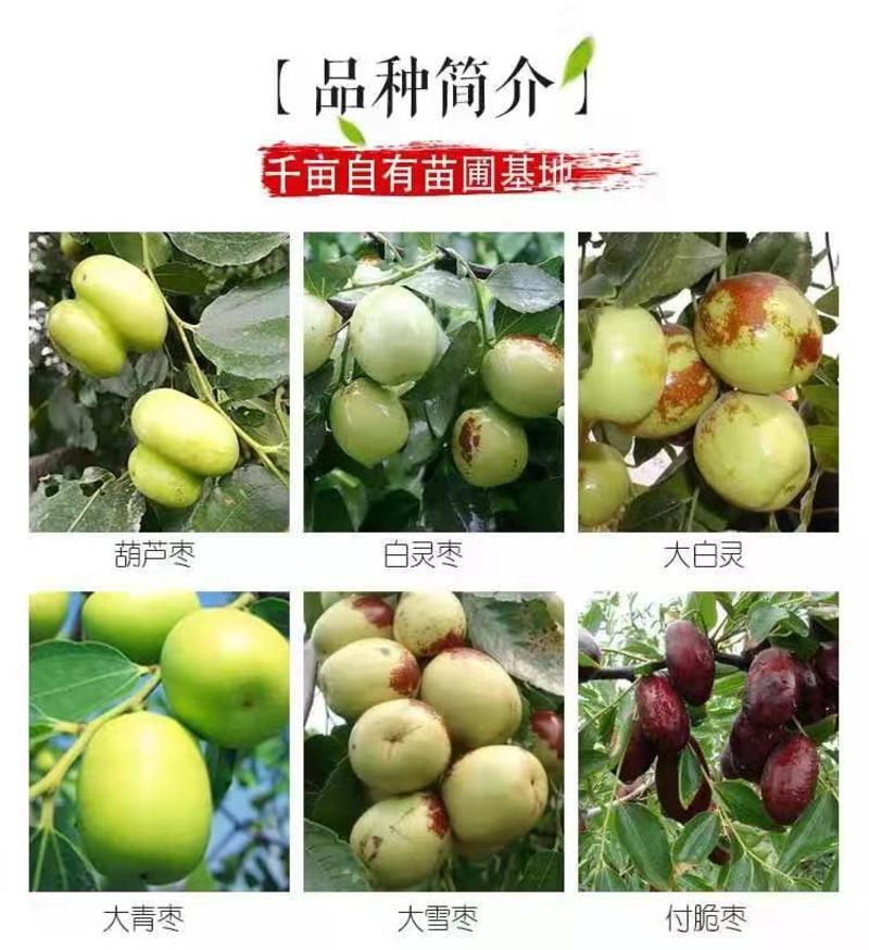 台湾大青枣树苗、产量高抗病毒性强、适应能力强、基地起苗