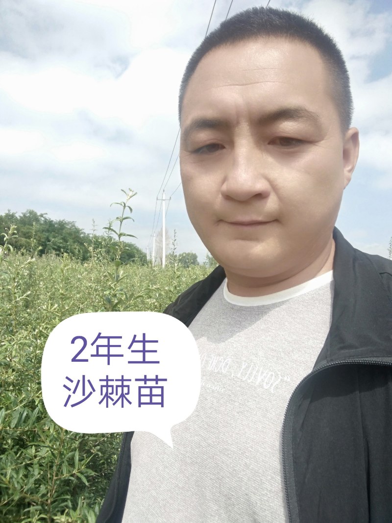 一年生，两年生沙棘苗大量出售