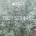 一年生，两年生沙棘苗大量出售
