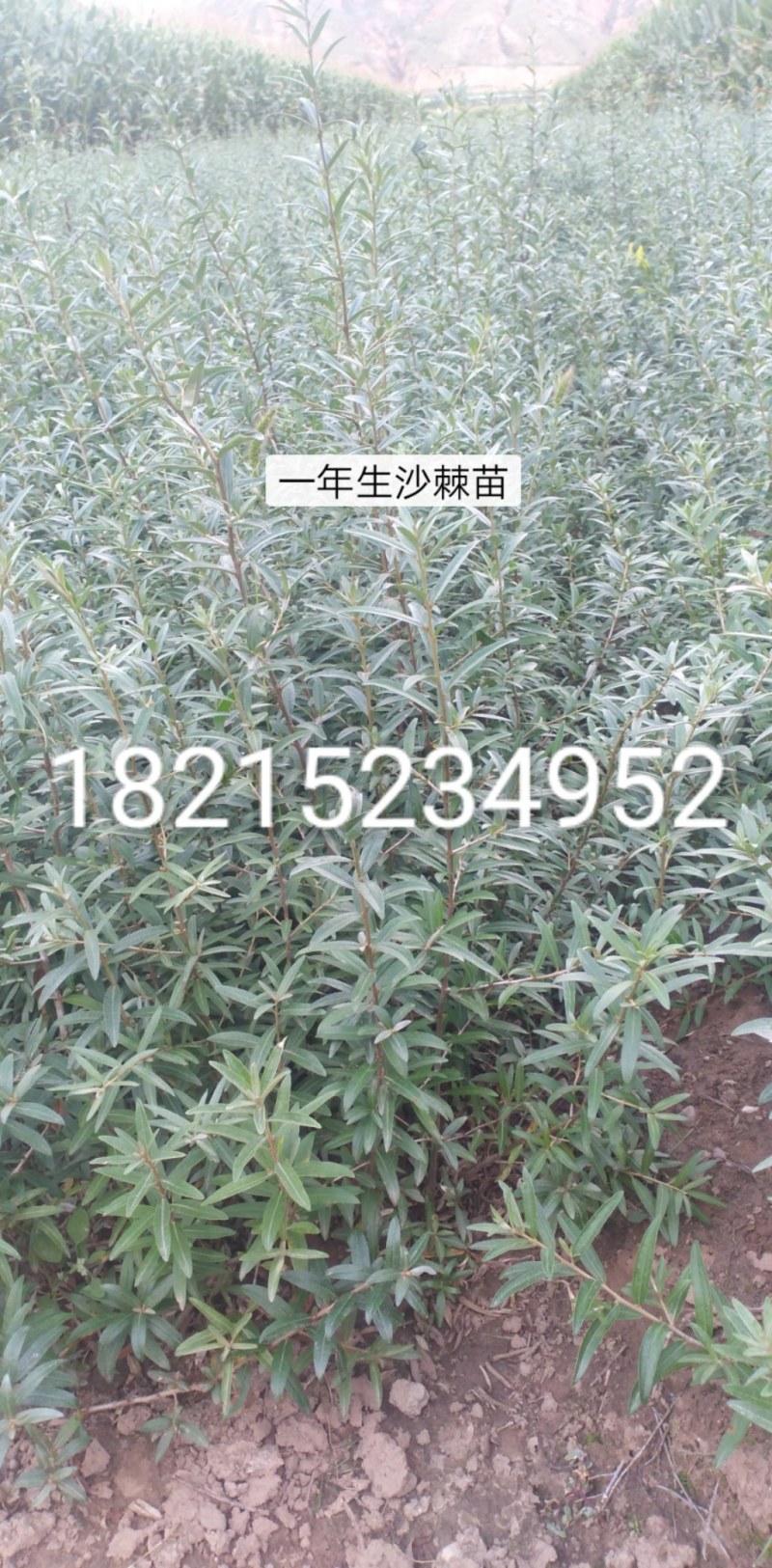 一年生，两年生沙棘苗大量出售