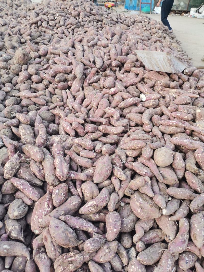 皖北基地大量纯高淀粉商薯19上市中