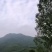 麦冬野生一手货源深山采挖个大味甜无硫自然风干有好货