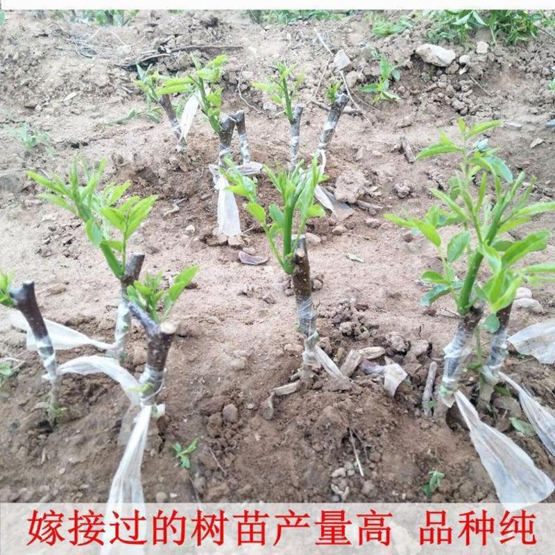 蟠枣树苗、产量高抗病毒性强、适应能力强、基地起苗保湿发货