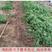 葫芦枣苗、产量高抗病毒性强、适应能力强、基地起苗保湿发货