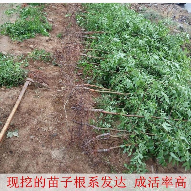 葫芦枣苗、产量高抗病毒性强、适应能力强、基地起苗保湿发货