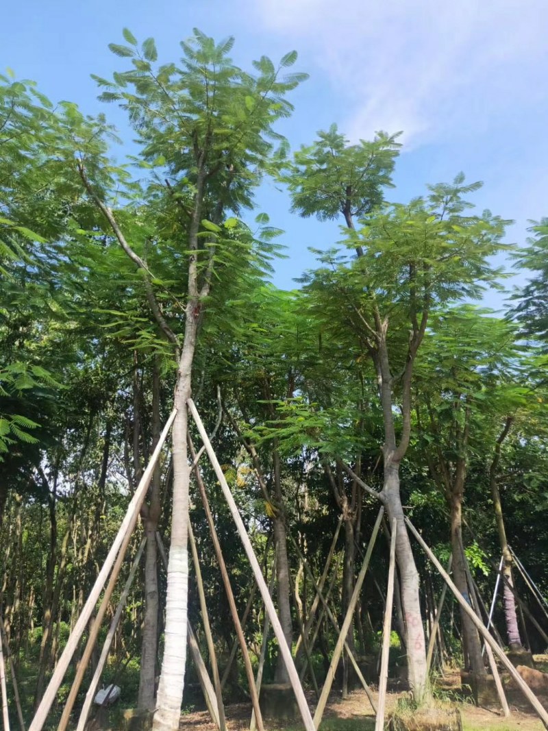 15--18公分骨架凤凰木