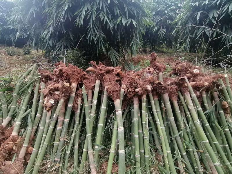 甜龙竹苗，勃氏甜龙竹苗优质新品种苗，支持线上保障交易
