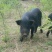 【藏香猪】养殖场直销，货源充足，量大从优，包质量包服务