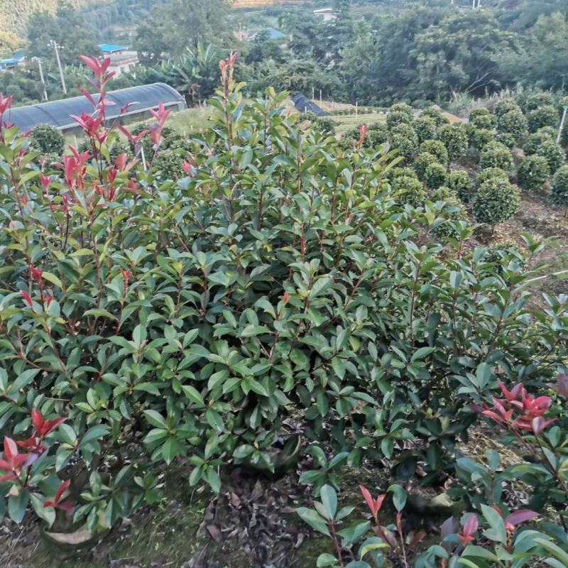 红叶石楠球毛球精品球篱笆苗单杆