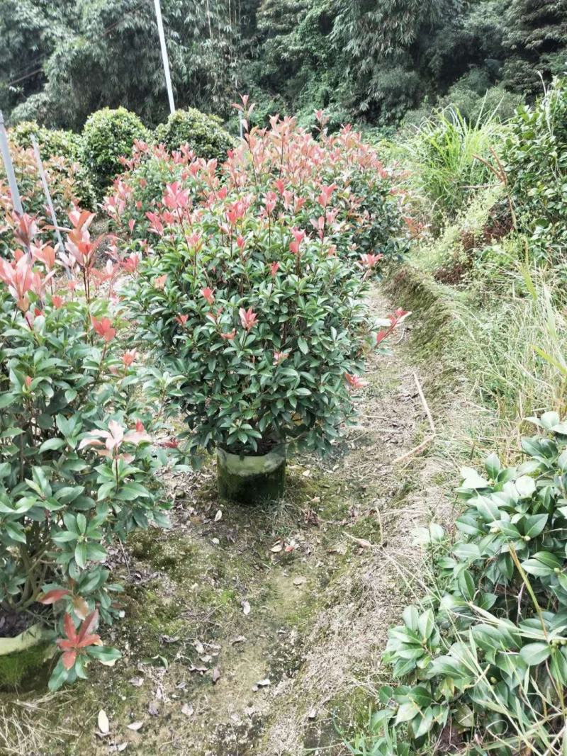 红叶石楠球毛球精品球篱笆苗单杆