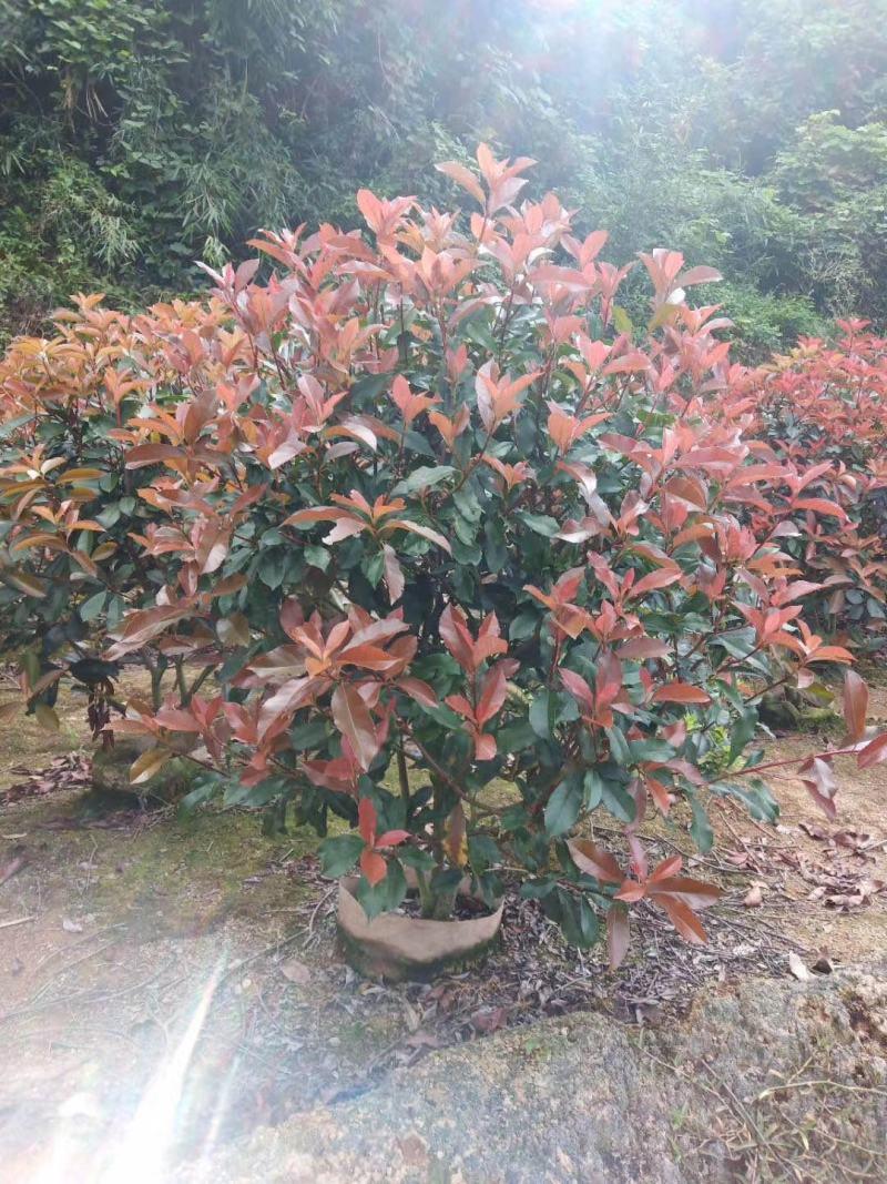 红叶石楠球毛球精品球篱笆苗单杆