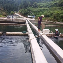 大顶山深沟清水鲟鱼共货