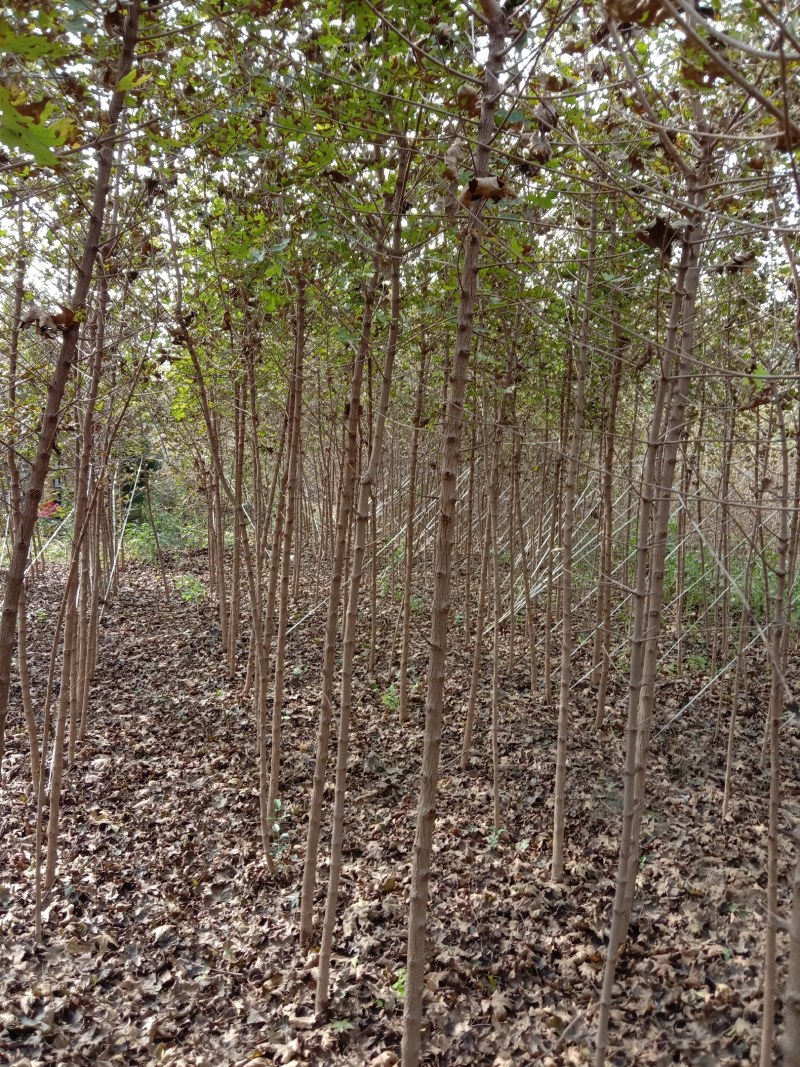 汉中市汉台区元宝枫种植基地，元宝枫各种规格小苗，米径树