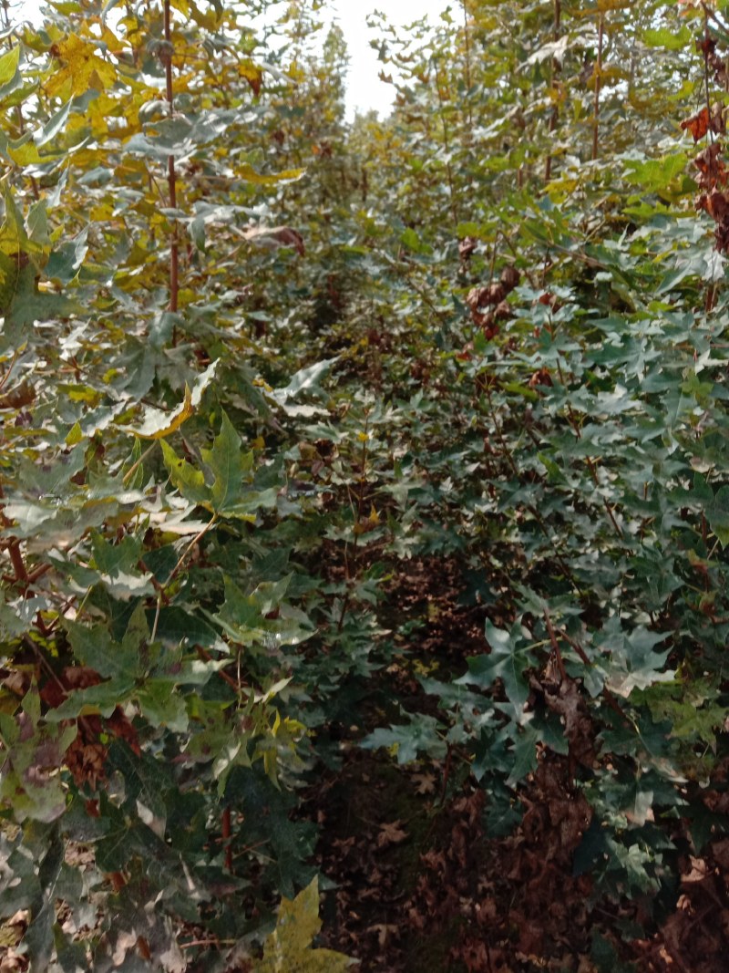 汉中市汉台区元宝枫种植基地，元宝枫各种规格小苗，米径树