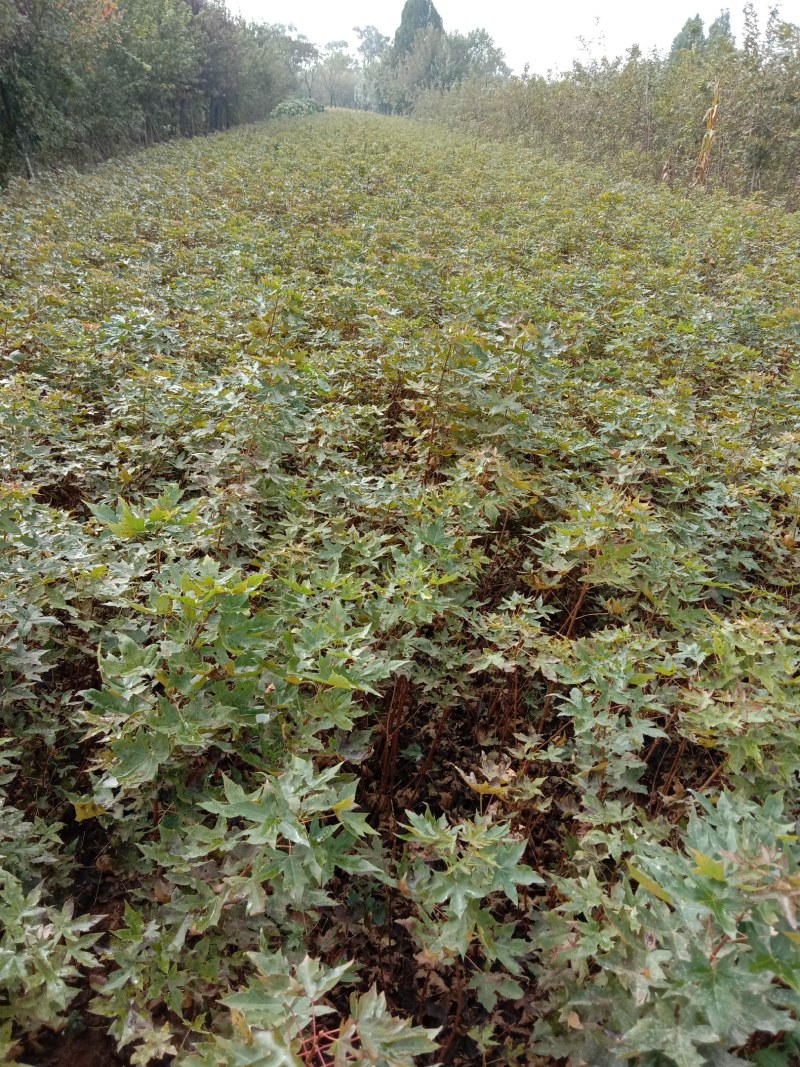 汉中市汉台区元宝枫种植基地，元宝枫各种规格小苗，米径树