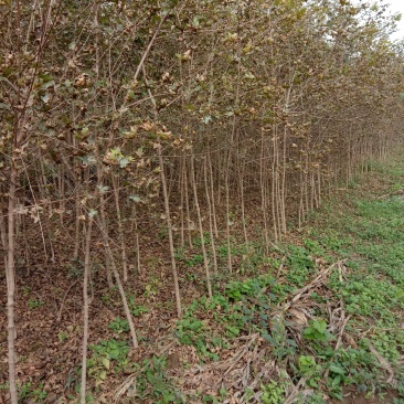 汉中市汉台区元宝枫种植基地，元宝枫各种规格小苗，米径树