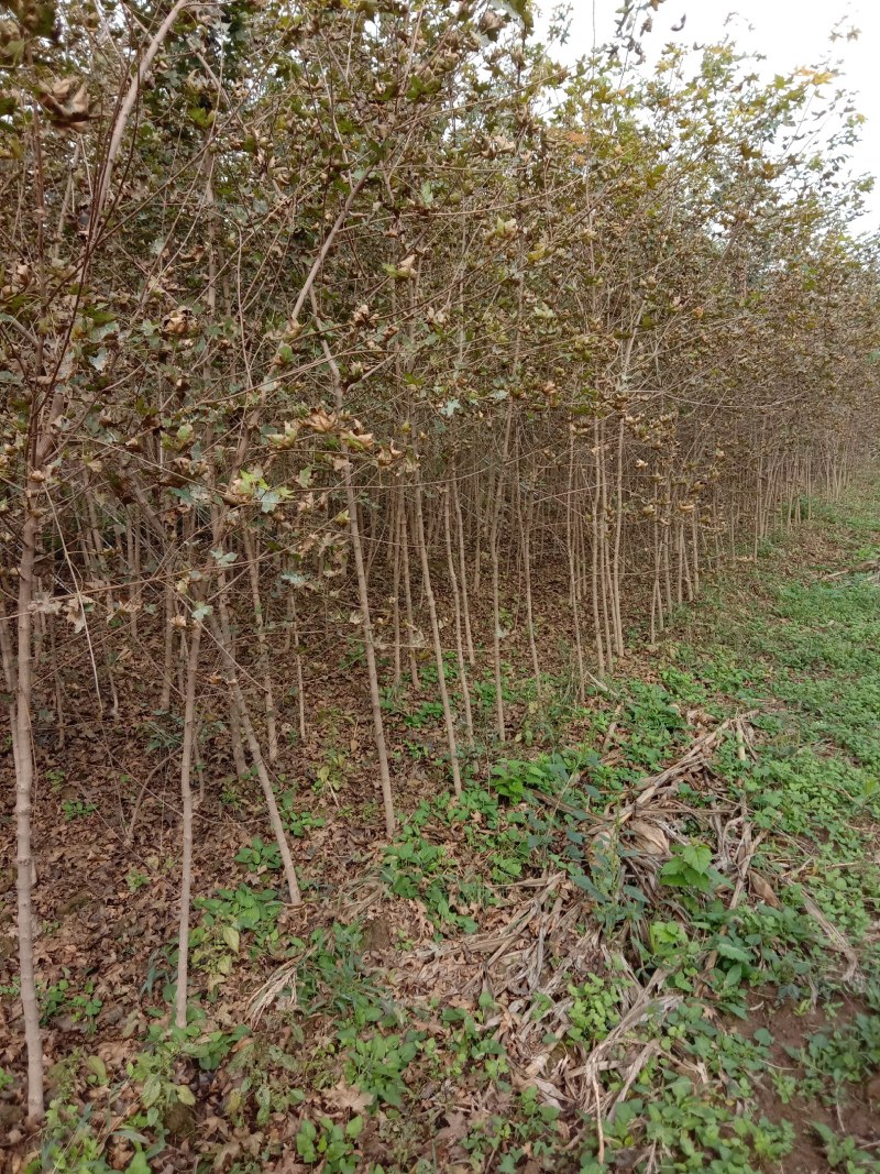 汉中市汉台区元宝枫种植基地，元宝枫各种规格小苗，米径树