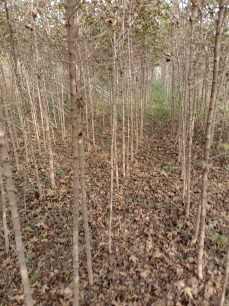 汉中市汉台区元宝枫种植基地，元宝枫各种规格小苗，米径树