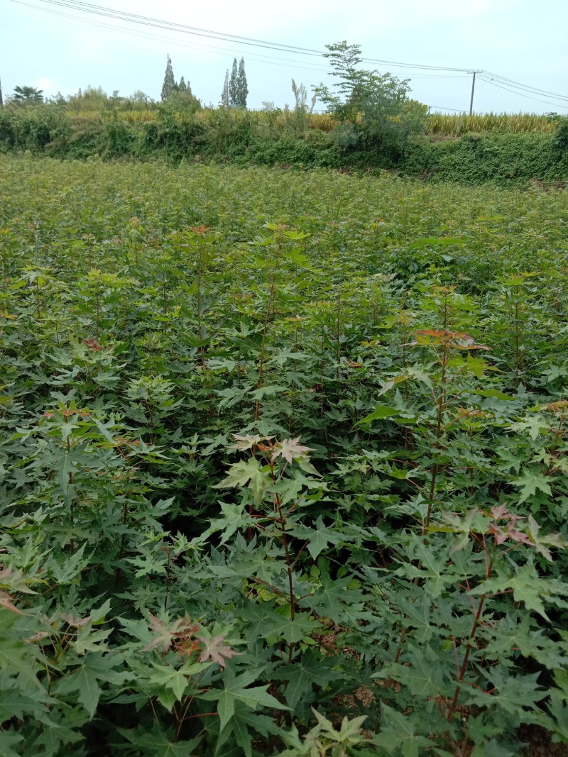 汉中市汉台区元宝枫种植基地，元宝枫各种规格小苗，米径树