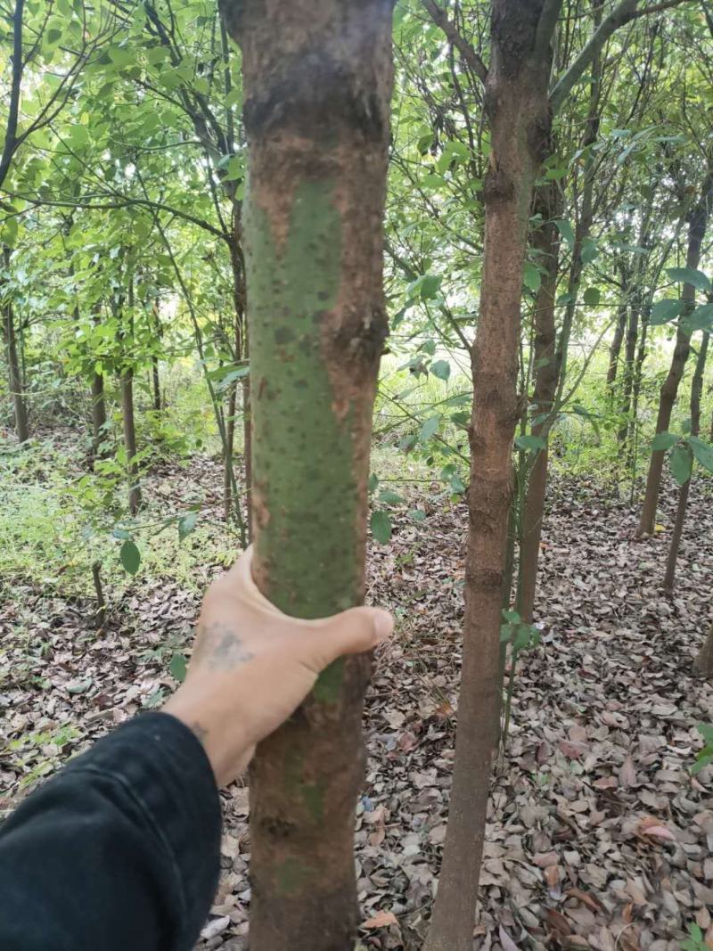 大量香樟树有需要的可以联系我