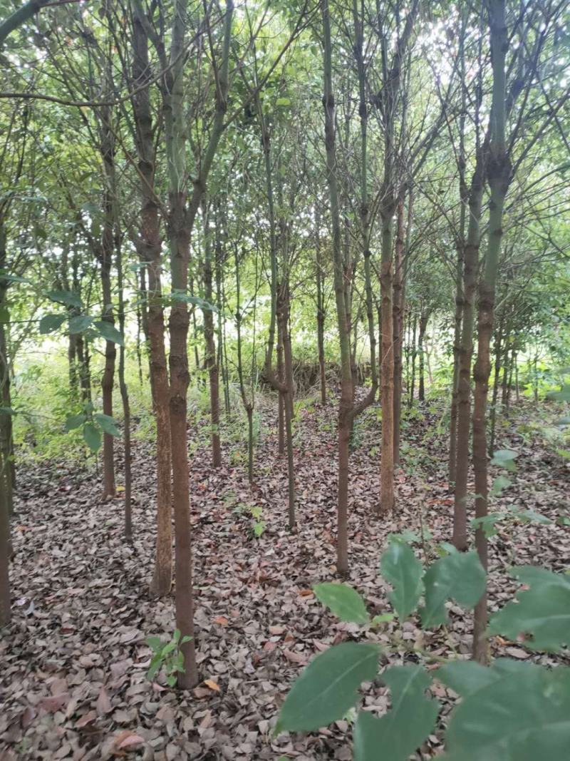 大量香樟树有需要的可以联系我