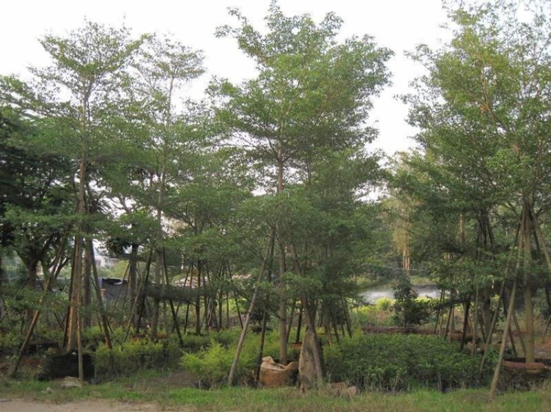 大量供应5公分到20公分，小叶榄仁骨架和光杆