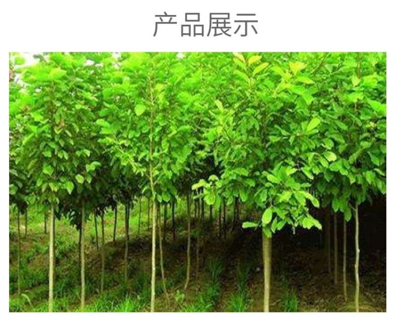 金叶银杏树白果树小苗大树庭院观赏绿化行道苗拆迁占地南北